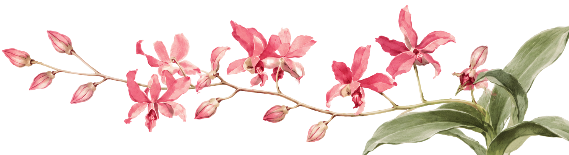 Dendrobium orchid botanical illustration